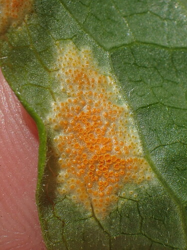 Mayapple Rust