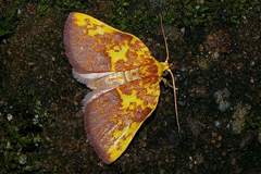 Siglophora ferreilutea
