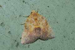 Siglophora ferreilutea