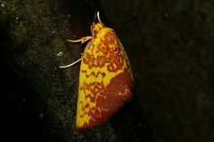 Siglophora ferreilutea