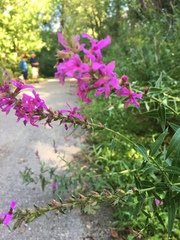 Lythrum salicaria