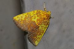 Siglophora ferreilutea