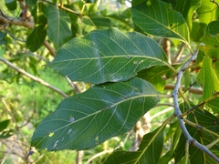 Combretum glutinosum