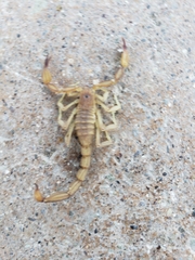 Chihuahuanus russelli