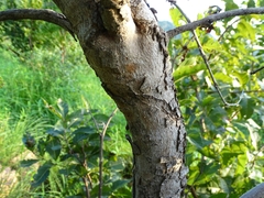 Combretum glutinosum