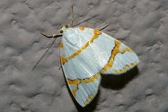 Ariolica argentea