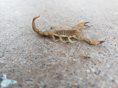 Chihuahuanus russelli