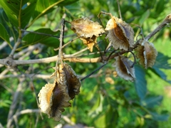 Combretum glutinosum