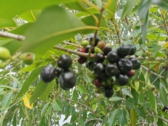Ardisia compressa