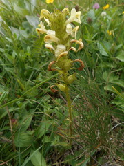Pedicularis elongata