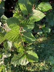 Viburnum rafinesqueanum