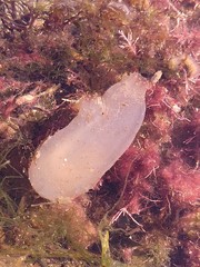 Ascidiella aspersa