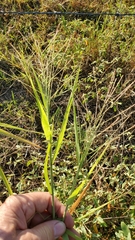 Leptochloa panicea