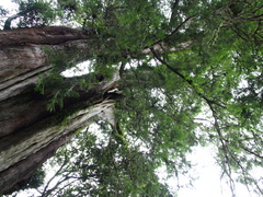 Chamaecyparis formosensis