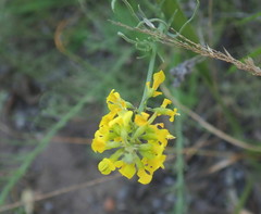 Lebeckia gracilis