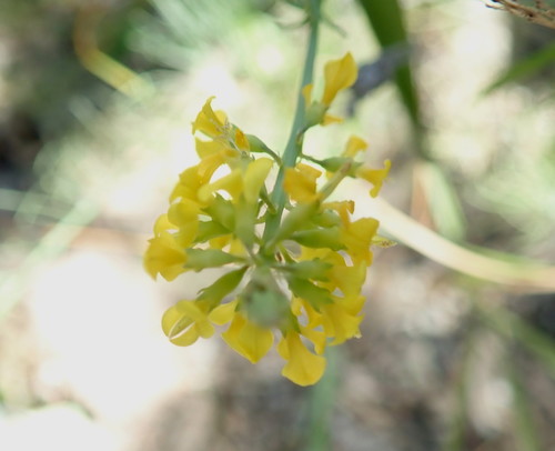 Image of Lebeckia gracilis by no rights reserved