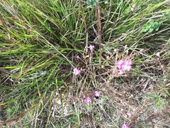 Agalinis decemloba