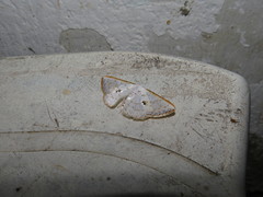 Berberodes conchylata