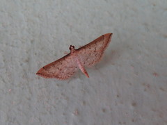 Blepharomastix ranalis