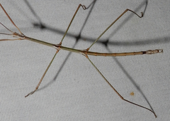 Pseudosermyle straminea