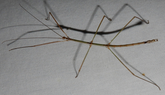 Pseudosermyle straminea