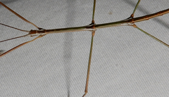 Pseudosermyle straminea
