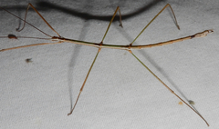 Pseudosermyle straminea