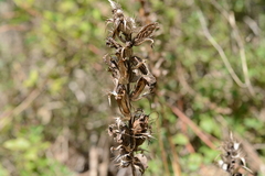 Acanthus hungaricus