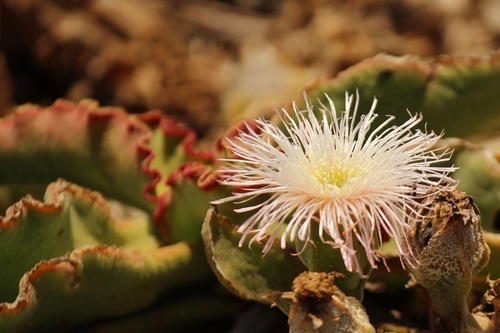 Ice plant (Mesembryanthemum guerichianum)