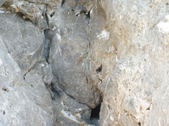 Anatololacerta pelasgiana