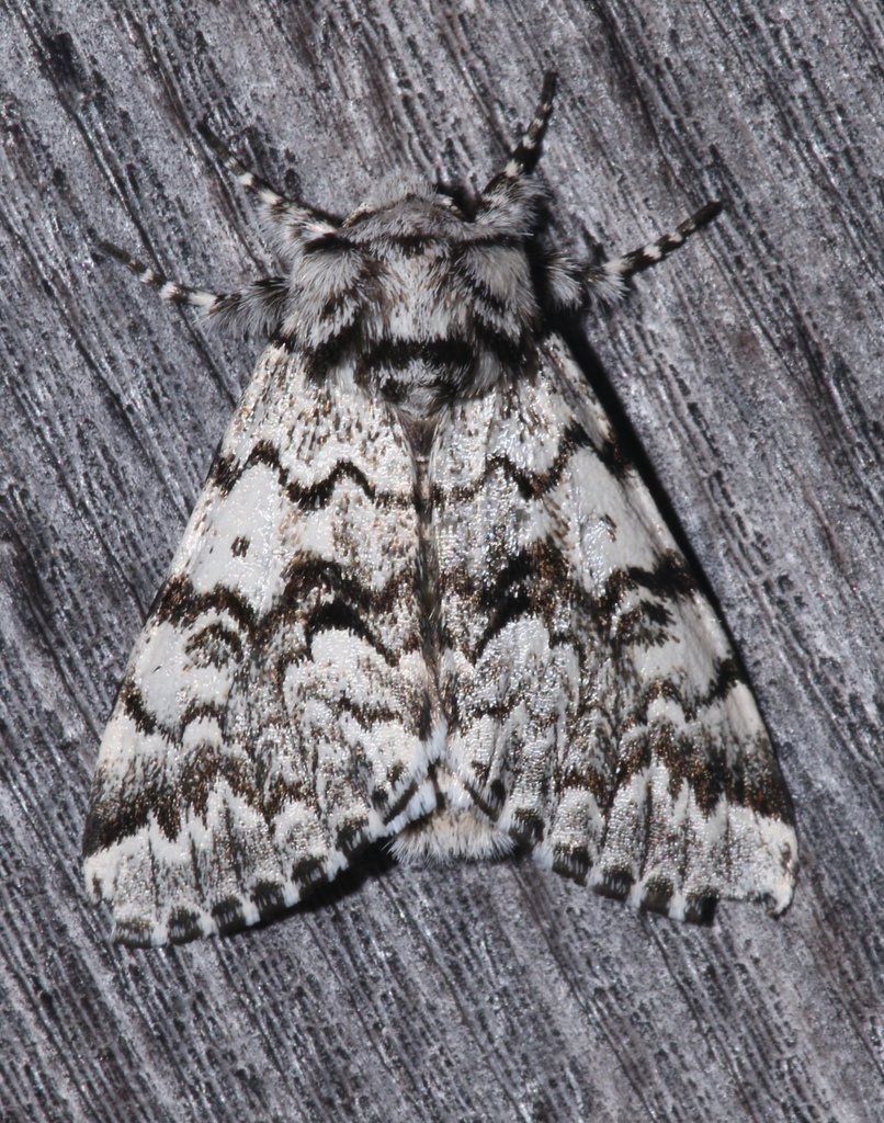 Pantheinae