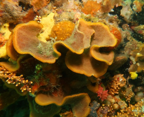 Steginoporella observed 2025-05-11