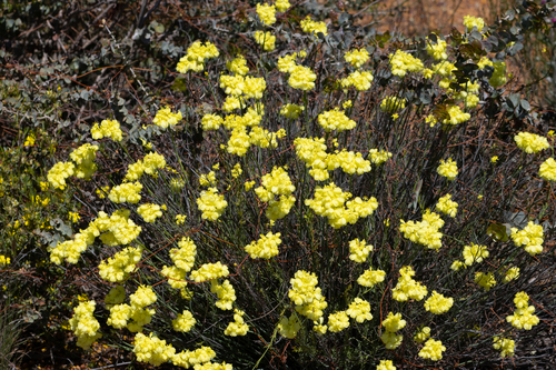 Common Popflower (Glischrocaryon aureum)