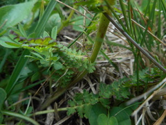 Pedicularis elongata