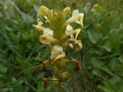 Pedicularis elongata