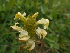 Pedicularis elongata