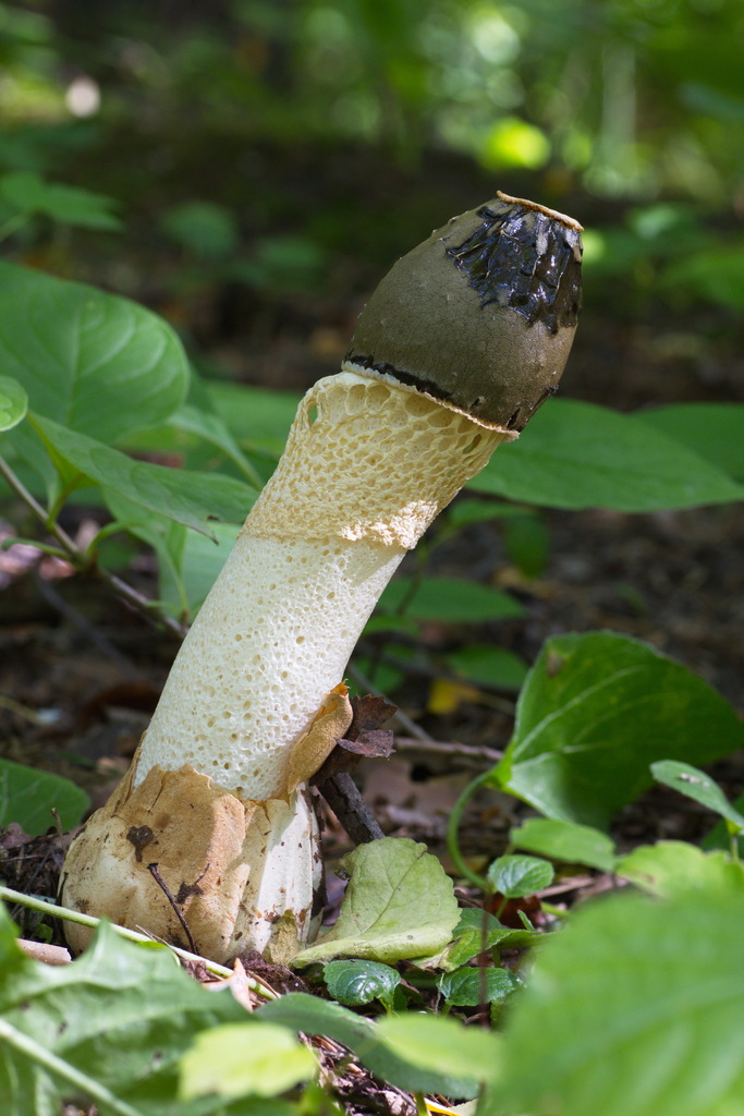 Skirted Stinkhorn