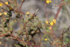 Cluster Wattle (Acacia botrydion)