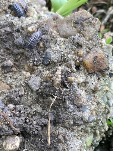 Paropeas achatinaceum observed 2025-05-12