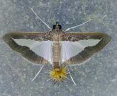 Diaphania infimalis