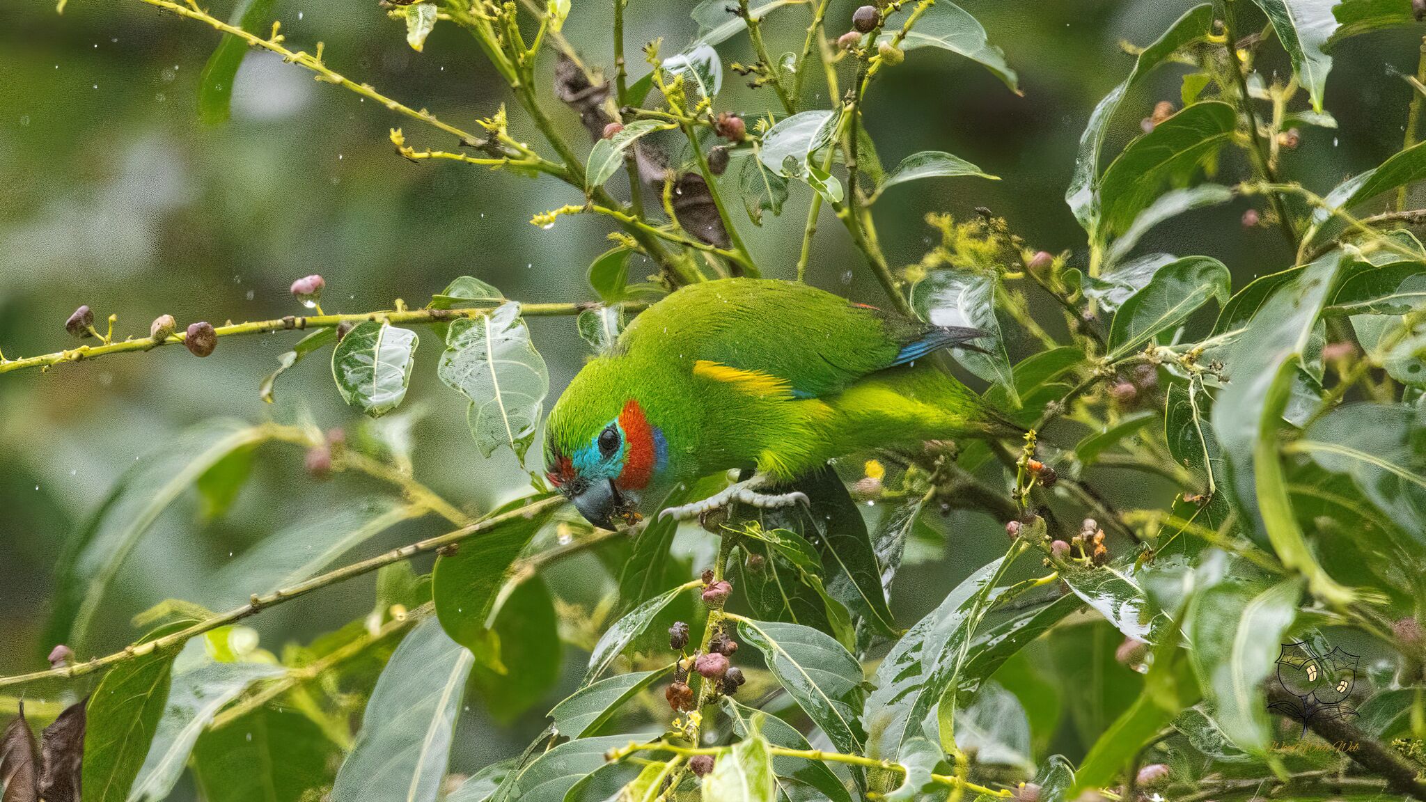 Double-eyed Fig Parrot (Cyclopsitta diophthalma), photo 5