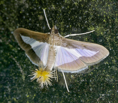 Diaphania infimalis