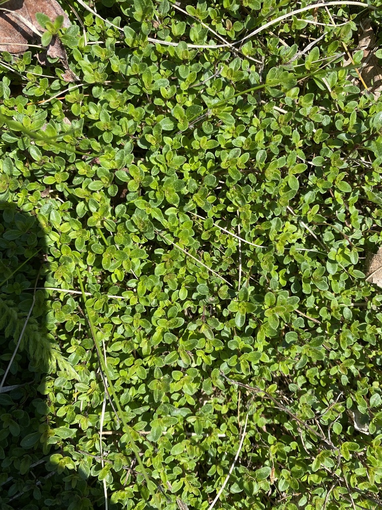 Thymus