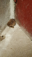 Clethrionomys glareolus