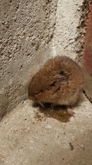 Clethrionomys glareolus