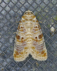 Diastema tigris