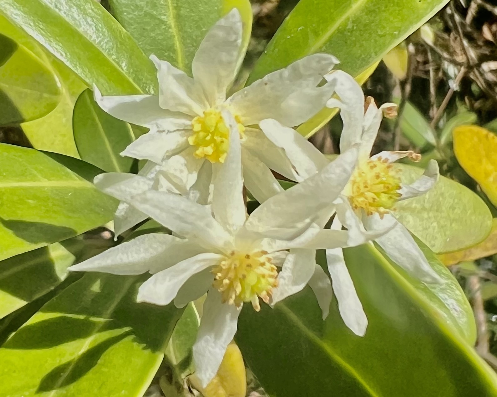 Drimys brasiliensis