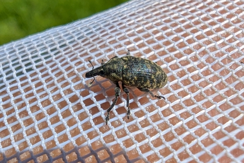 Turbine Cylindrical Weevil, 6445 PA Brunssum, Alankomaat, photo 6 of 10