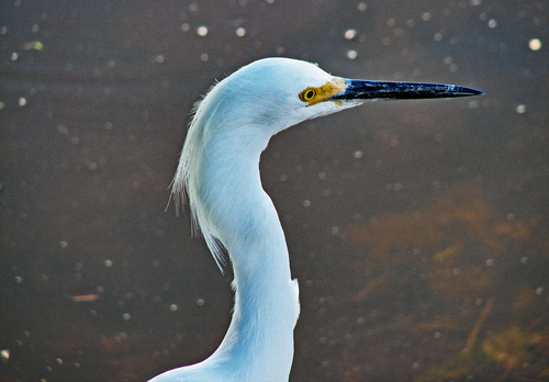 Snowy Egret photographed in Florida