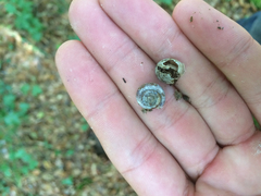 Helicodonta obvoluta